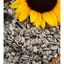 SUNFLOWER SEEDS R/S